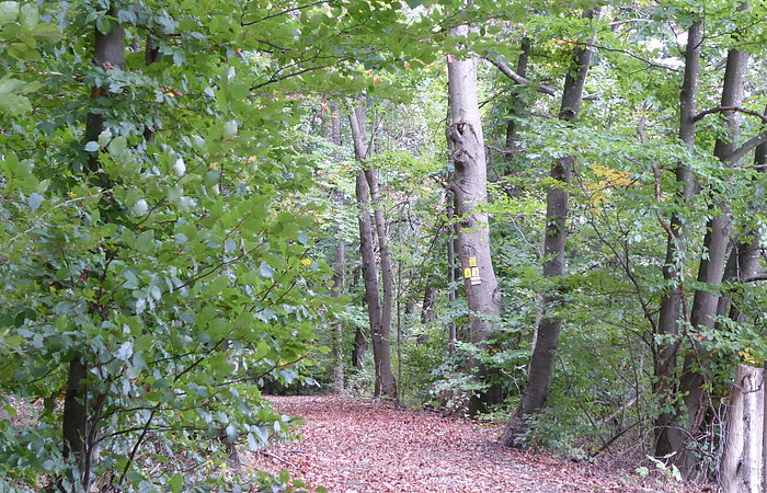 Natur-Erlebnis-Pfad am Nagelberg - Waldweg