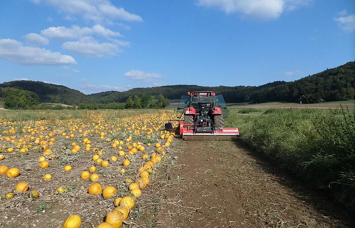 Traktor auf Kürbisfeld