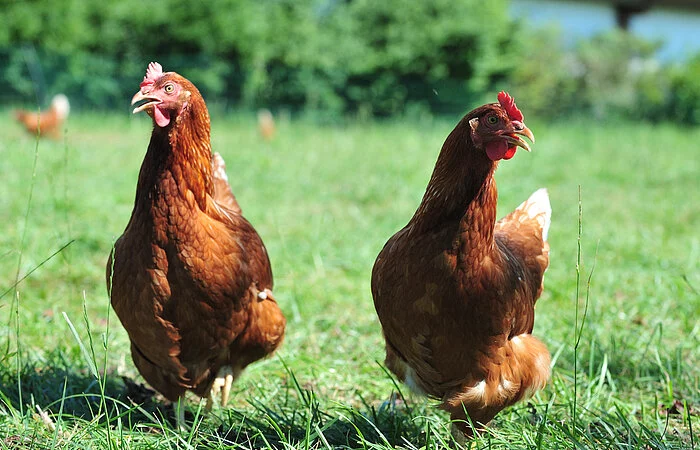 Zwei Hühner auf Wiese