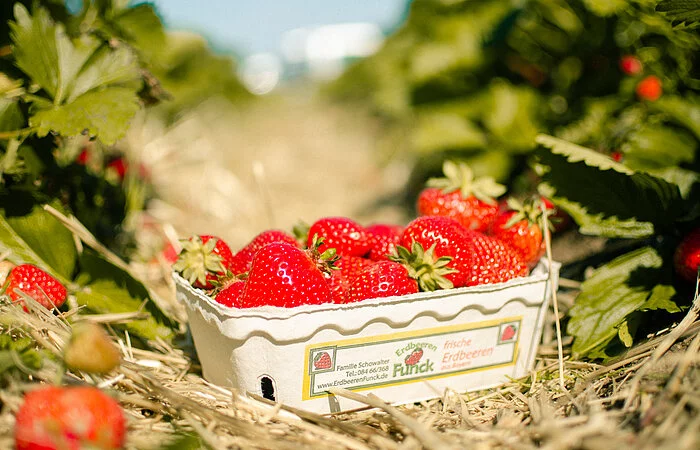 Schale Erdbeeren im Stroh