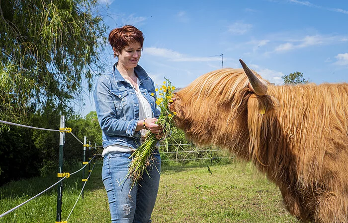 Person beim Füttern eines Rindes