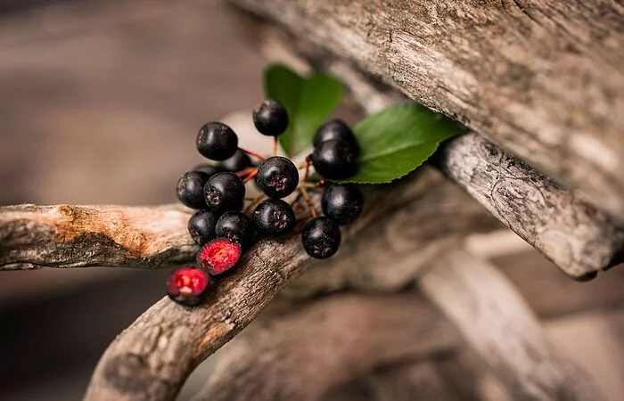 Aroniabeeren zwischen Ästen