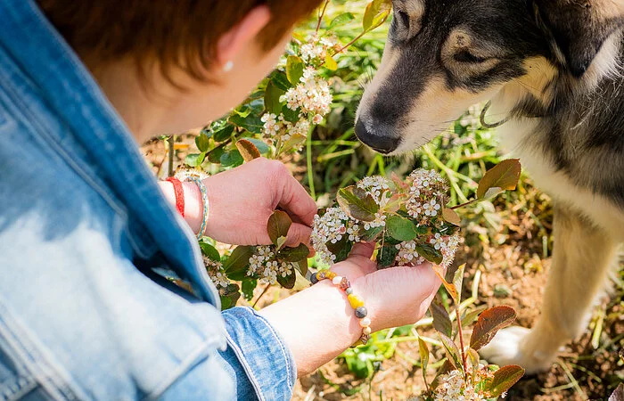 Geerntete Aroniabeeren mit Hund und Person