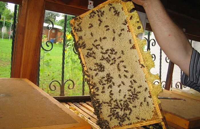 Bienenwabe mit Bienen