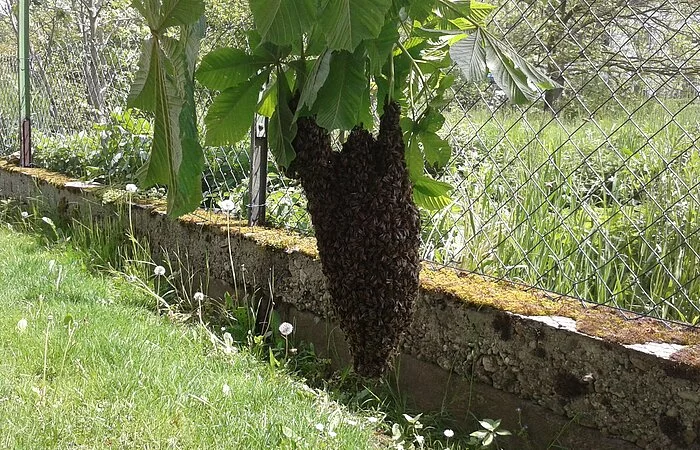 Hängender Bienenstock an Ast