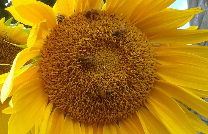 Sonnenblume Großaufnahme mit Bienen