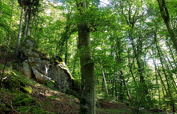 Wanderweg 3 Mörnsheim