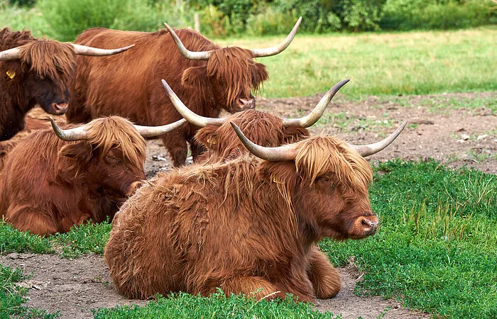 Rinder am Kurparkweg