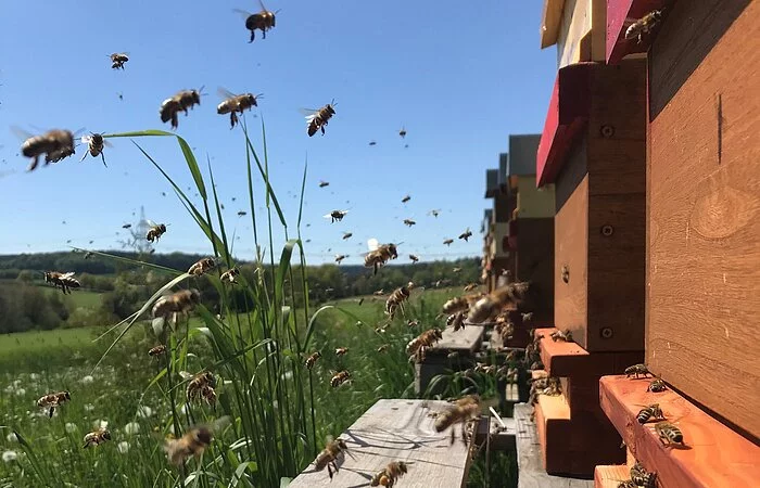 Bienen beim Einflug in den Stock