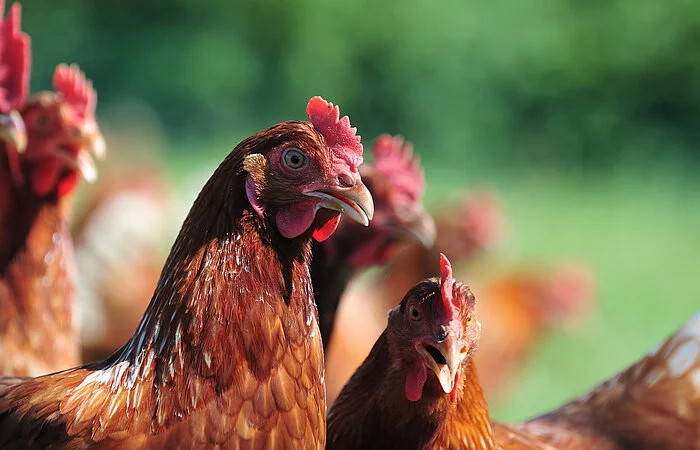 Hühner in Großaufnahme