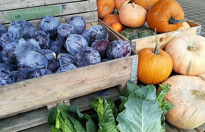 Kürbisse, Kohlrabi u. Salat in Steigen