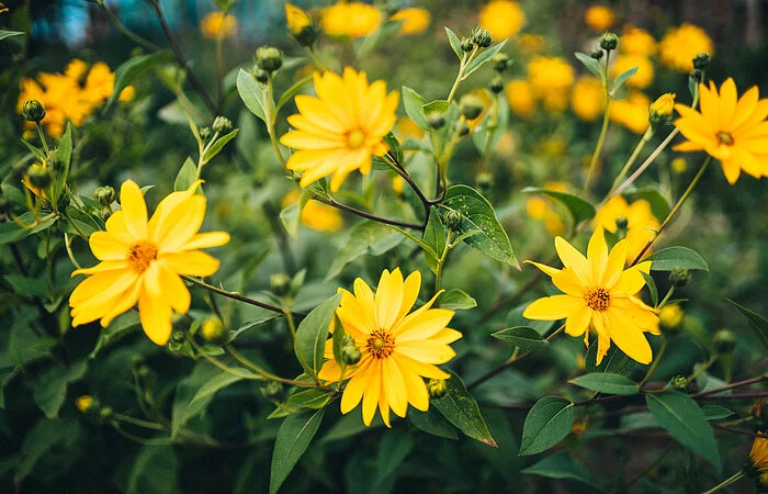 Bauerngarten des Jura-Bauernhof-Museums