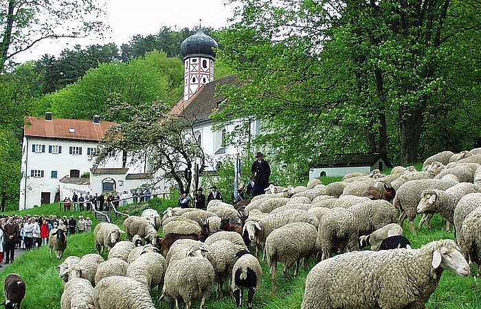 Eine Schafherde vor der Altendorfer Kriche