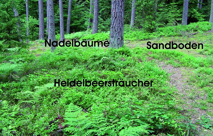 Waldvegetation auf Sandboden