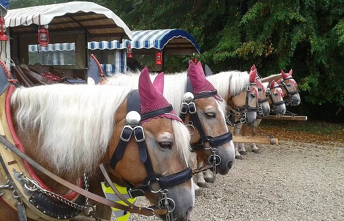 Planwagenfahrt. Pferde in einer Reihe