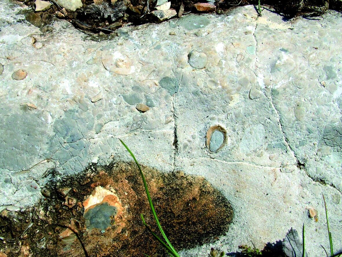 Riffschutt: Muscheln, Ammoniten und andere Riffbewohner