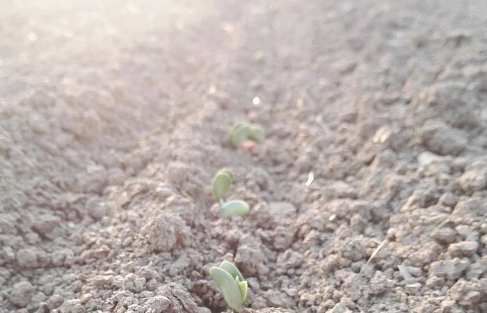 Sojasprößlinge auf Feld