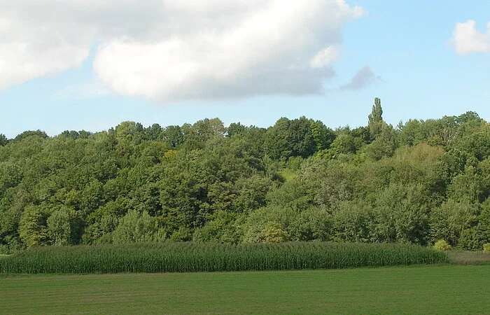Ansicht auf den Westhang "Berg am Stein" in Absberg.