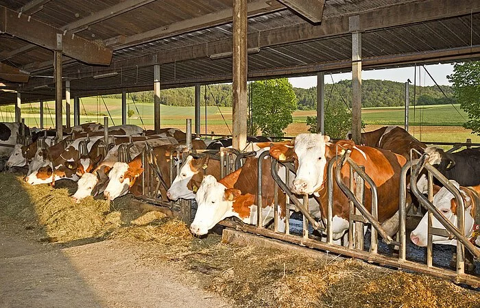 Ein offener Kuhstall mit braun-gefleckten Kühen, die am Futterstand frisches Heu fressen. Die im Bild vorderste Kuh hat den Kopf in die Höhe gereckt.