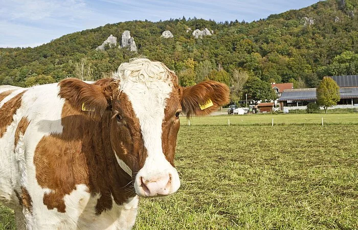 Im Vordergrund steht links eine braun-weiß gefleckte Kuh (Teilabbildung). Im Hintergrund eine grüne Weide, dahinter ein paar Häuser vor bewaldeten Felsen.