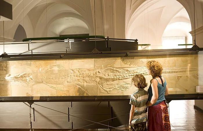 Eine Frau und ihr Kind betrachten die sehr große Versteinerung, die vor ihnen in einer Vitrine hängt.