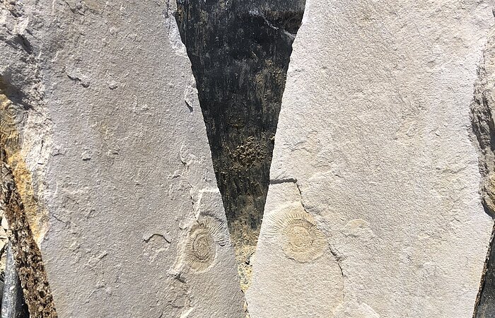 Ammonitenfund im Besuchersteinbruch Mühlheim