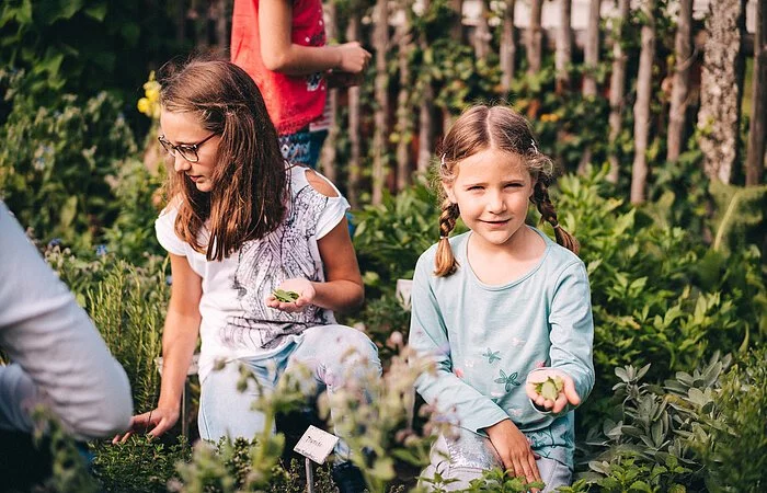 Zwei kniende Mädchen pflücken Kräuter im sommerlichen Bauerngarten.