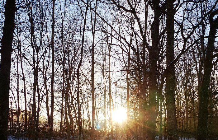 Sonnenaufgang im winterlich verschneiten Zukunftswald Monheim