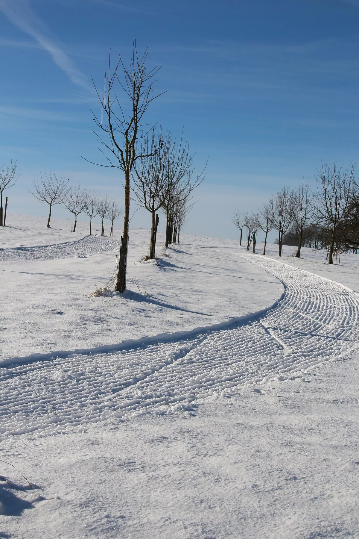 Bei strahlendem Wetter führt durch die herrliche Winterlandschaft mit vielen Bäumen links und rechts eine eine gespurte Langlaufloipe.