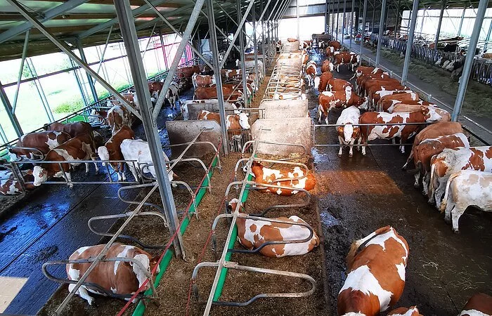 Viele braunweiß gefleckte Kühe in einem Klimakuhstall. Freie Bewegung, keine festen Standplätze. In der Mitte, der Länge nach, ist ein Areal von ca. 2 m Breite eingestreut für Liegeflächen.