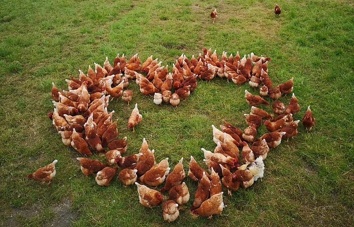 Größere Menge von braunen Hühnern auf grüner Wiese, die sich zu einer Herzform gebildet haben. Im Hintergrund steht ein Anhänger.