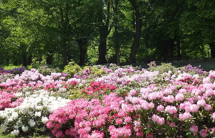 Rhododendren im Hofgarten