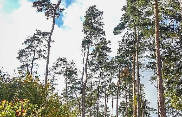 Ein Person läuft auf einem Pfad durch den Wald am Reisberg, im Hintergrund ragen lange Kiefern in die Höhe