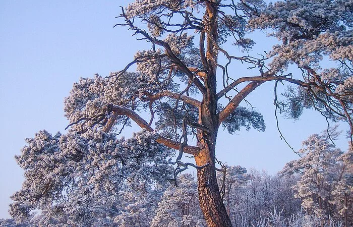 Winterlandschaft am Reisberg mit einer schneebedeckten Kiefer im Vordergrund