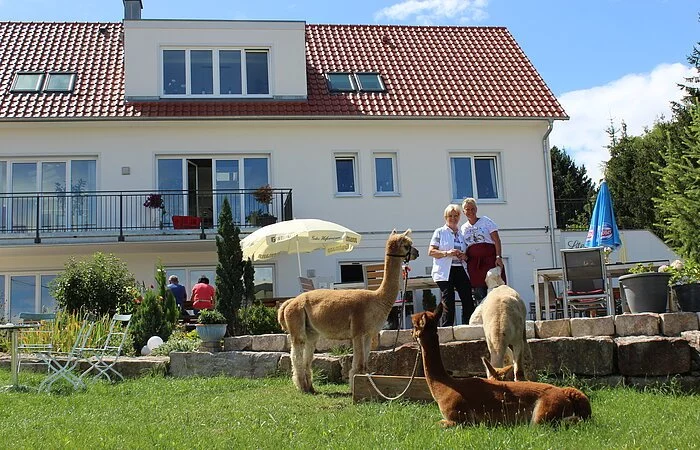 Alpakas im Literaturcafé Lindle