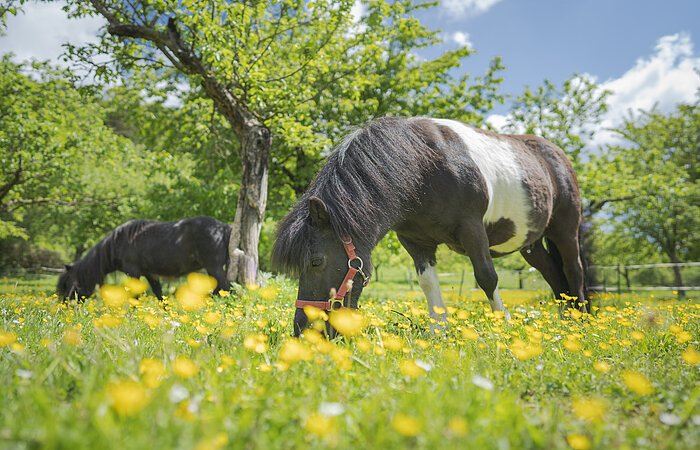 Zwei Ponys grasen auf einer blühenden Wiese mit Obstbäumen.