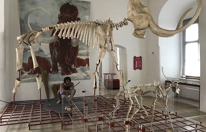 Mammutskelett im Museum für Ur- und Frühgeschichte