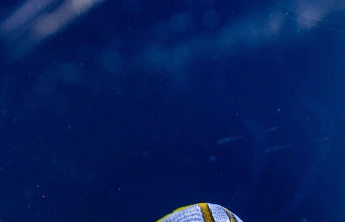 Ein Fisch mit langer Nase und weiß-gelb gestreift schwimmt alleine in dunkelblauem Wasser.