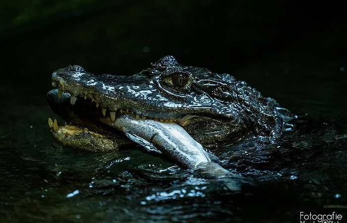 Ein Krokodilkopf lugt aus dem dunklen Wasser heraus. In seinem Maul ist ein Fisch zu sehen.