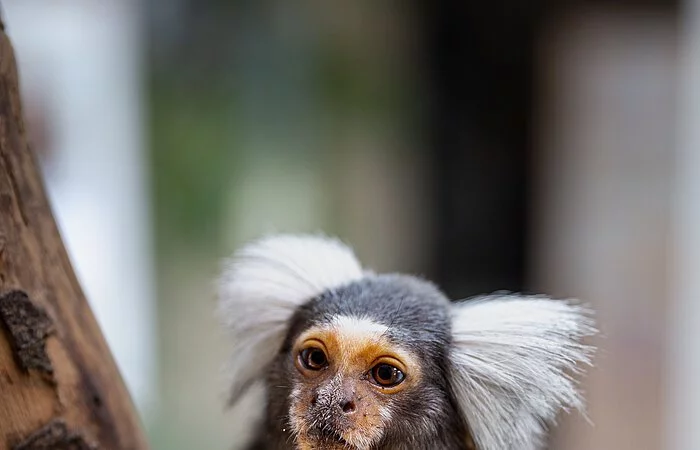 Ein Affe mit weiß beharrten Ohren klammert sich an einem Baumstamm fest.