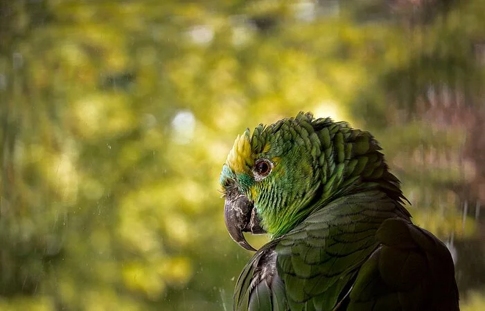 Ein grüner Papagei sitzt mit dem Rücken zu uns gewandt auf einem Ast. Die Blätter des Baumes sind verschwommen zu erkennen.