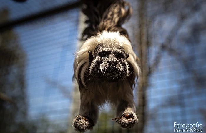 Ein Affe hält sich an einem Ast in seinem Gehege mit den Füßen fest und baumelt herunter.