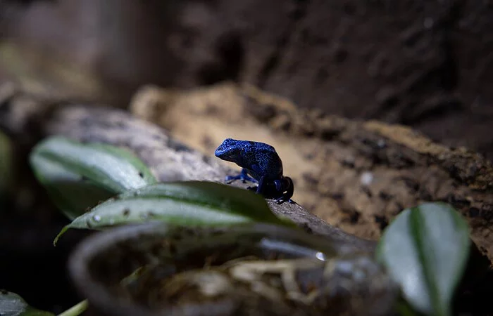 Ein kleiner blauer Frosch sitzt auf einem grünen Blatt inmitten des braunen Bodens.
