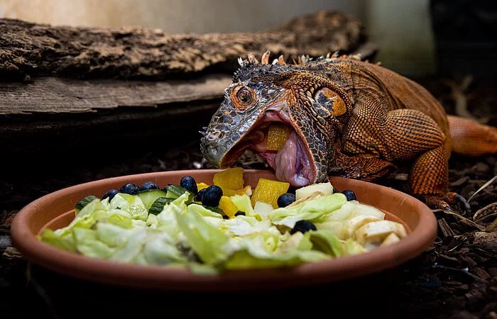 Eine braune Echse sitzt vor einem braunen Teller gefüllt mit geschnittenem Gemüse.