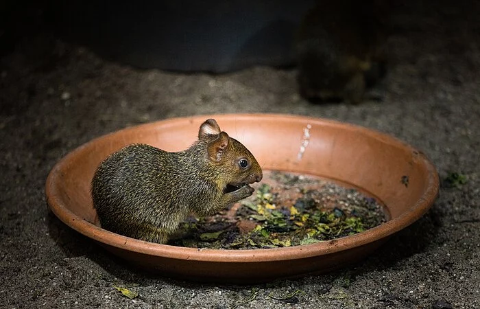 Ein Hamster sitzt in einem braunen Teller mit leckeren Kernen und macht sich über die Leckereien her.