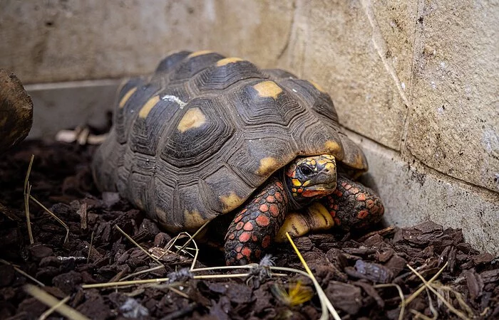 Eine Schildkröte sitzt in ihrem Gehege in einer Ecke.