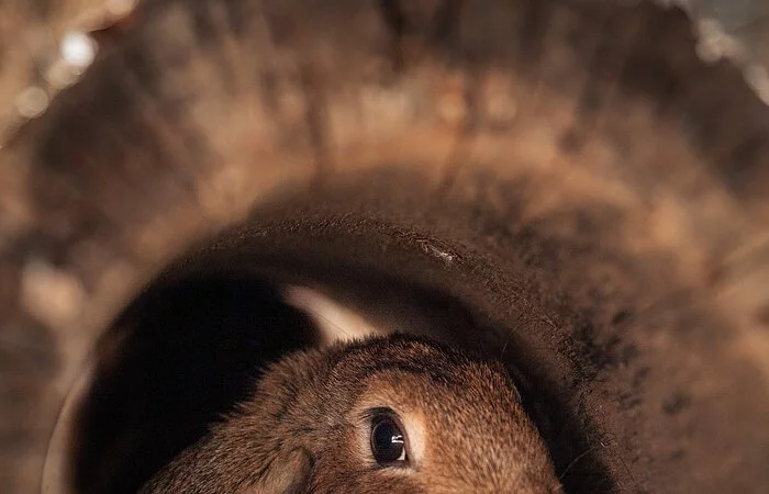 Ein Hasenjunges mit angelegten Ohren lugt aus einem hohlen Baumstamm heraus.