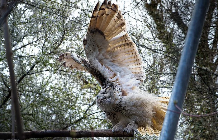 Ein braun-weißer Vogel fliegt mit ausgebreiteten Flügeln inmitten seines Geheges durch die Äste der Bäume.