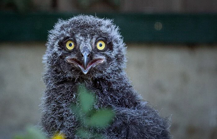 Ein Eulenjunges schaut inmitten seines Geheges neugierig in die Kamera.