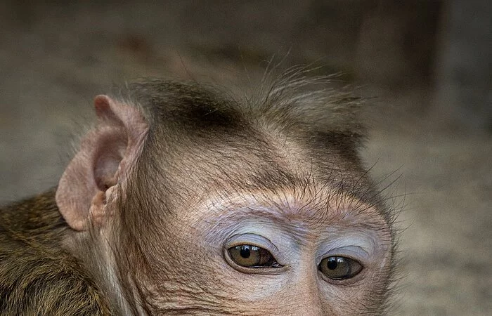 Ein Affe grinst schief ins Bild. Im Hintergrund ist ein Sandboden zu erahnen.
